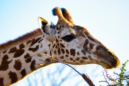 Giraffe in the Okavango Delta - Moremi National Park in Botswanaの写真素材
