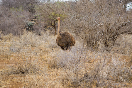 Ostrich in Kruger National Park, South Africa; Specie Struthio camelus family of Struthionidaeの写真素材