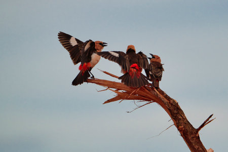 Beautiful colorful birds in the Tsavo East, Tsavo West and Amboseli National Park in Kenyaの写真素材