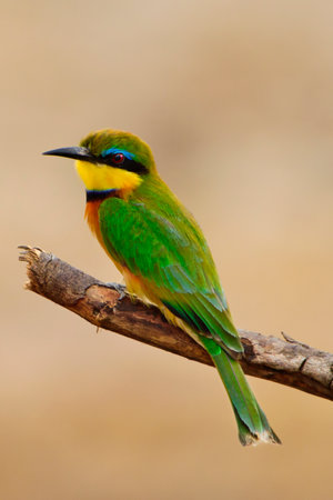 Colorful bee-eater (Merops leschenaulti)の写真素材