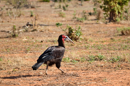 Southern Ground Hornbill, Bucorvus leadbeateriの写真素材