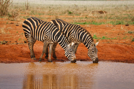 Plains zebra (Equus quagga) drinking at a waterholeの写真素材
