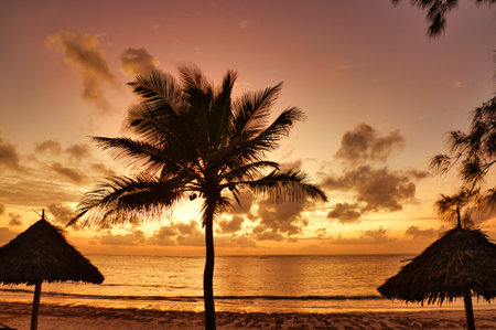 Sunset on the beach with coconut palm trees and umbrellasの写真素材