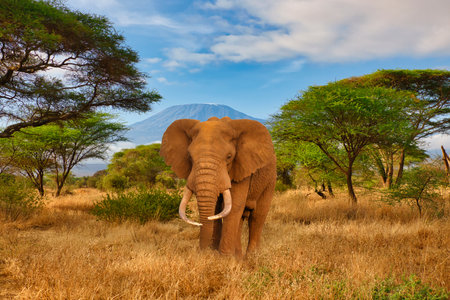 Elephant in the savanna of Amboseli National Park, Kenyaの写真素材