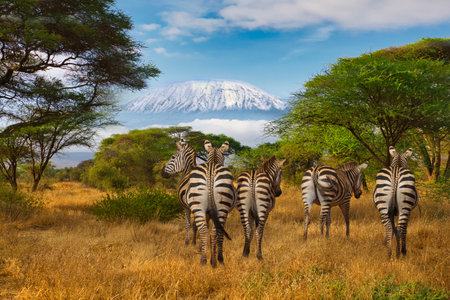 Group of zebras in Serengeti National Park, Tanzaniaの写真素材