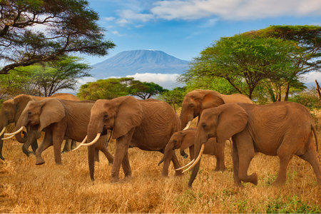 Elephants and Mount Kilimanjaro in Amboseli National Parkの写真素材
