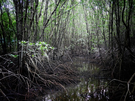 Mangrove forest