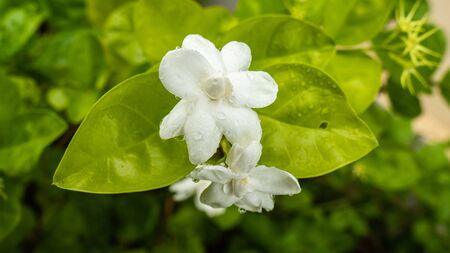 Jasmine flowersの写真素材