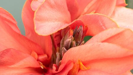 Canna flowerの写真素材