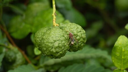 Kaffir lime on the treeの写真素材