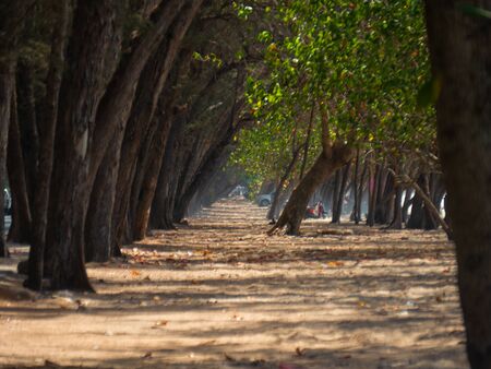 Pine tree on the beachの写真素材