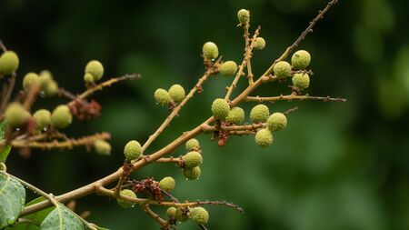a branch of small longan