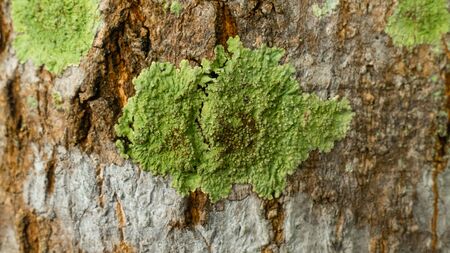 Tree-dwelling lichensの写真素材