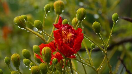 Royal poinciana flowerの写真素材