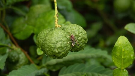 Kaffir lime on the treeの写真素材