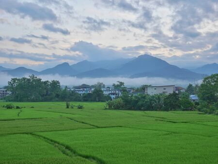 Rice field in the morningの写真素材
