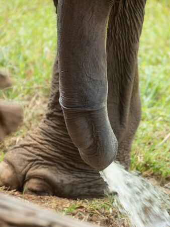 close-up shot of Asian elephant penis peeing. Its biggest penis terrestrial animalsの写真素材