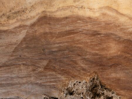 Closeup texture of rain tree.の写真素材