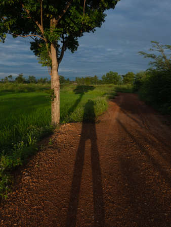 Human shadow on the ground in the early morning. My shadow and the tree at rice field with beautiful nature.の写真素材