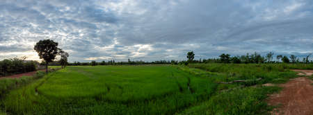 Beautiful of nature in the morning at rice filed, central of Thailand. Panorama shot of rice field  in early rain season. Green rice field in the morning.の写真素材