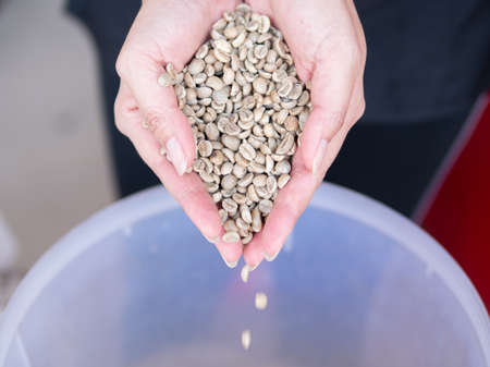 Unroasted coffee bean, green coffee benas in hands. Close-up coffee bean on hand. Fresh dried coffee beans in woman hands.の写真素材