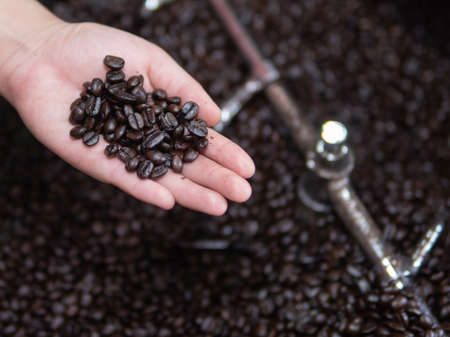 Barista inspects the coffee beans that have just been roasted from a manual roasting machine. freshly roasted coffee beans from the roaster machine. Organic roasted coffee beans, thai coffee.の写真素材