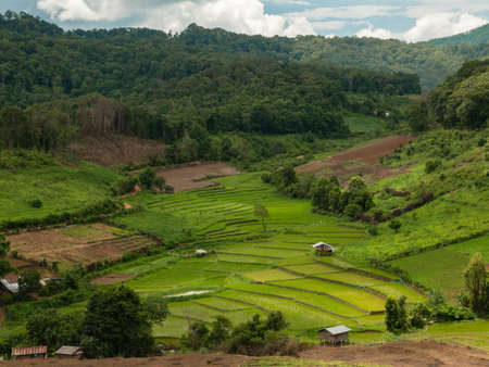 Rice field or paddy field in the green valley. Panoramic view of the rice field in the valley. The beauty of nature. Mountain and trees.の写真素材