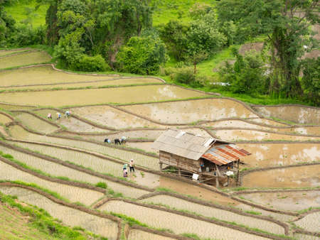 Planting season and indirect seeding. Rice field with farmers and shelter. A lot of water in the paddy field.の写真素材