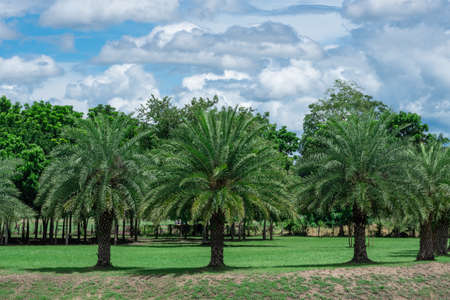 Palm trees in the park with blue cloud sky on background. Trees in public park or garden. The beauty of nature.の写真素材