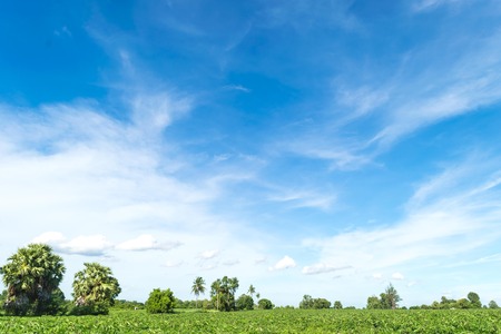 Blue sky and cloud with tree. landscape background.の写真素材