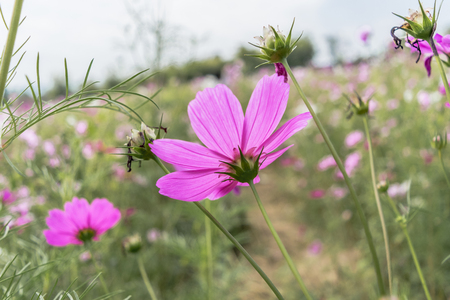 pink wildflowers meadow with most cloudy sky in split tone style.の写真素材
