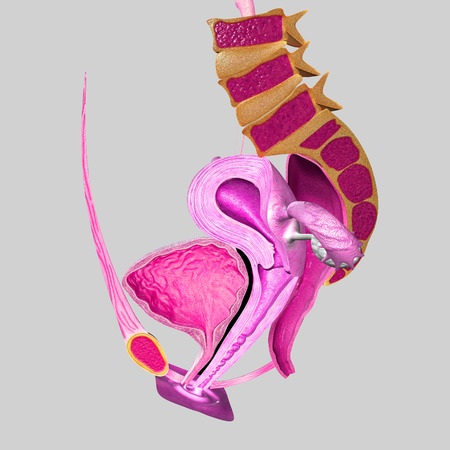 Female reproductive systemの写真素材