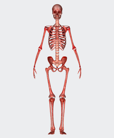 Skeletonの写真素材