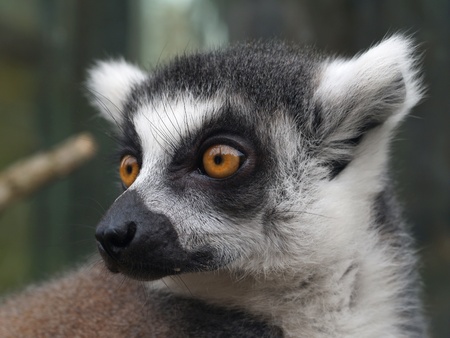 Detail of head of lemur catta