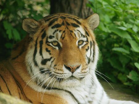 Portrait of siberian tiger resting under treeの写真素材