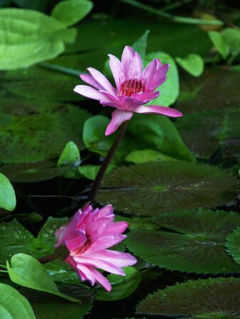 Two flowering water lilly on the pond levelの写真素材