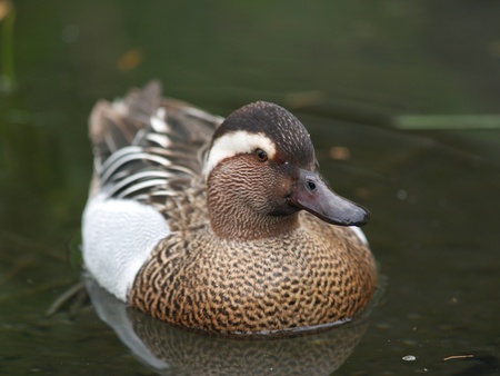 Male of garganey duck on the lakeの写真素材