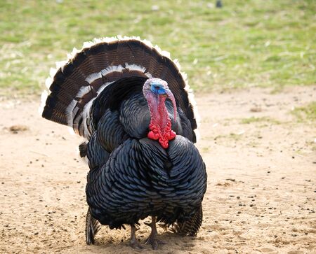 Wild turkey cock - Meleagris gallopavoの写真素材