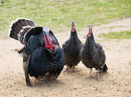 Wild turkey cock and hen - Meleagris gallopavoの写真素材