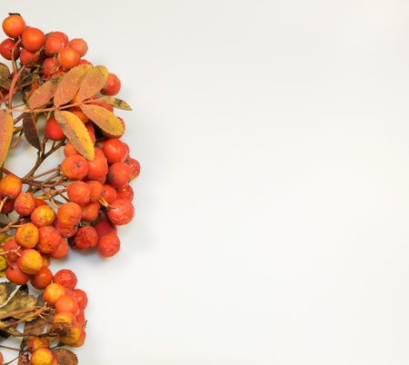 Colourfull autumn background made from leavesの写真素材