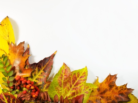 Colourfull autumn background made from leavesの写真素材