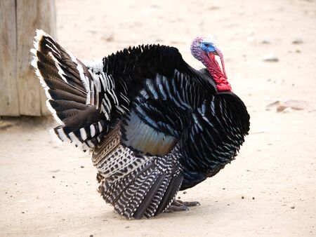 Wild turkey cock - Meleagris gallopavo