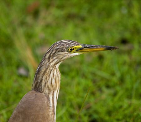 Portrait of indian pond heron