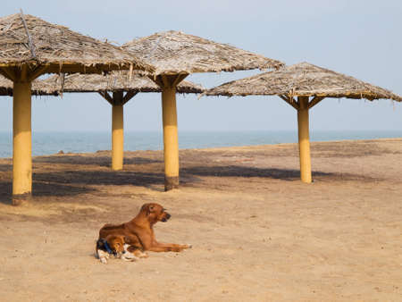 Dogs lying on the beach with parasolsの写真素材