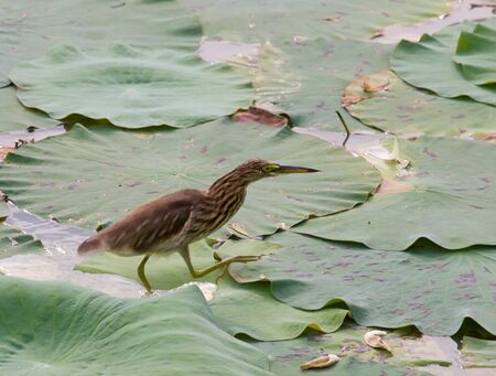 Indian pond heron - Ardeola grayiiの写真素材