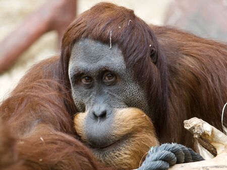 Portrait of adult bornean orangutan - Pongo Pygmaeus