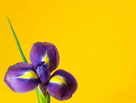 Iris flower on yellow backgroundの写真素材