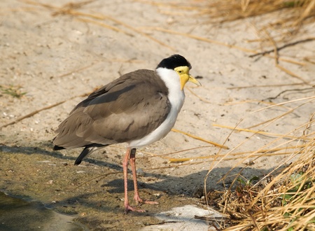 Portrait of masked lapwing  Vanellus miles の写真素材