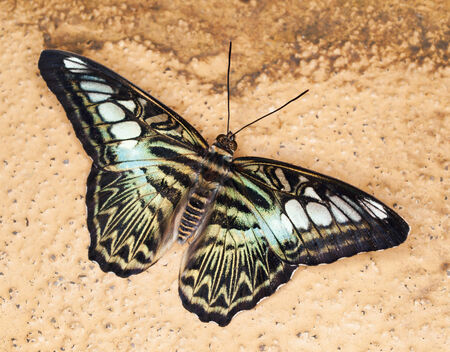 King Swallowtail - Papilio thoas thoas
