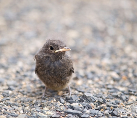 Flightless nestling of blackbird - Turdus merulaの写真素材